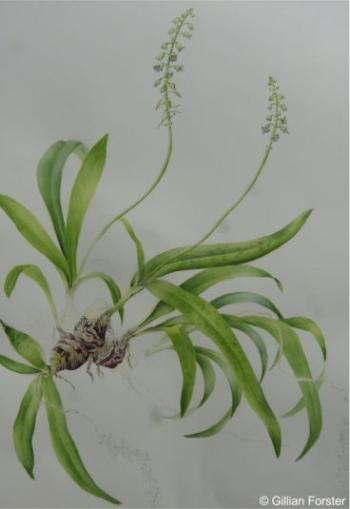 An illustration of Ledebouria loedolffiae by Gillian Forster